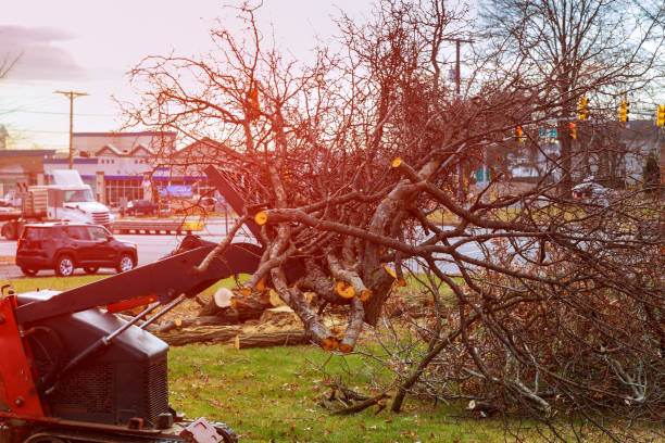 Best Emergency Tree Removal  in Shenandoah Junction, WV