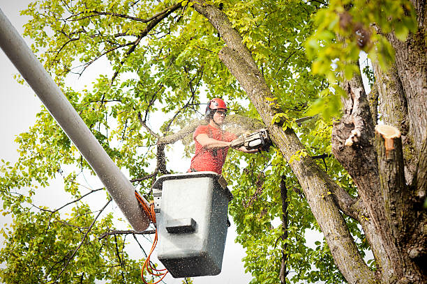 Best Storm Damage Tree Cleanup  in Shenandoah Junction, WV