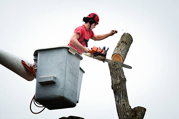 Best Root Management and Removal  in Shenandoah Junction, WV